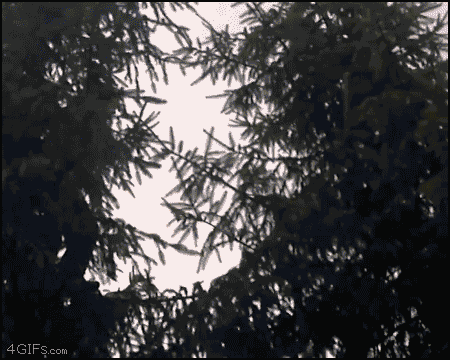 человек-белка