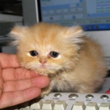 588e3-podborka-novix-kartinok