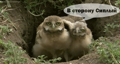Безимени-1