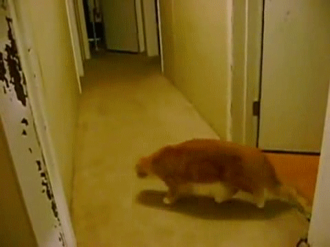 Котопаркур