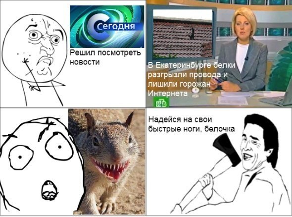 белочка