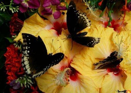 1314654877_phuket-butterfly-garden-thailand_00006