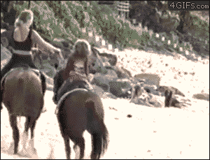 horse hit dog