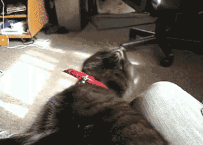 1331839054_1331798369_gifs_02