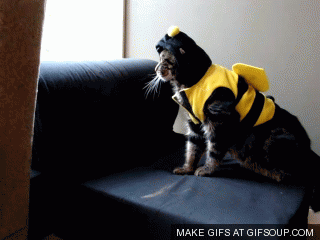 gifs_17