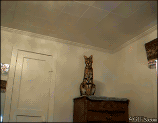Wild-cat-statue-pounces