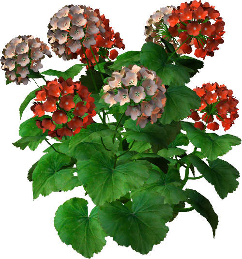 72786702_R11_Garden_Design