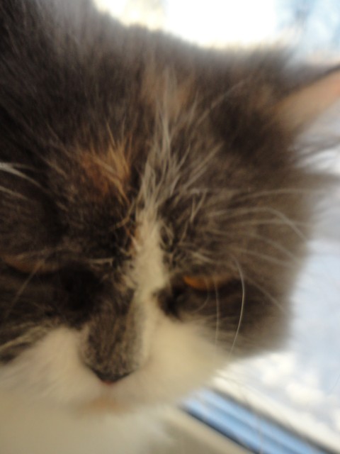 коте
