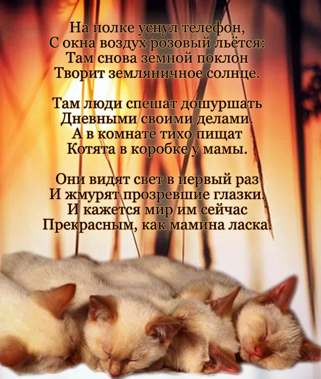 Грустный кот стихи