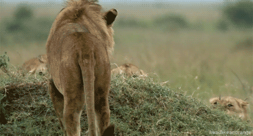 Gif-Lion