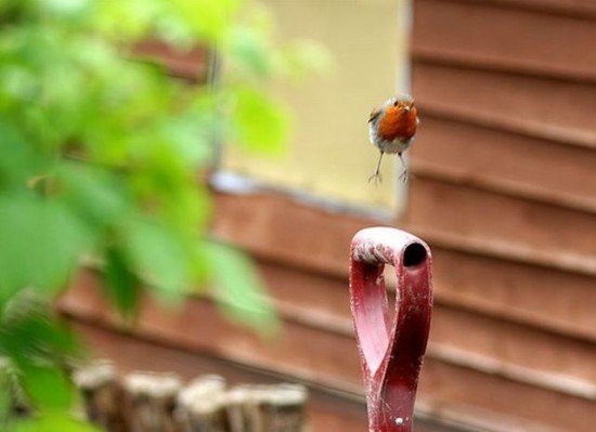 animals_142_21