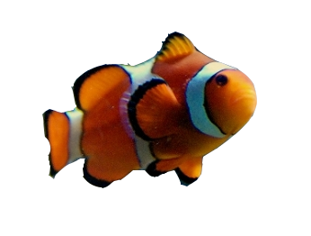 124134_aquaticlife_1_