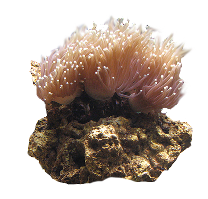 124129_aquaticlife_1_