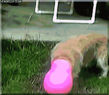 sciencegivesdoggetsnewhead1