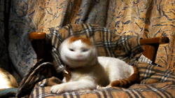 tumblr_m51lpqbnxo1rtbmh0o1_250
