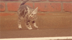 tumblr_m3p5bhBguZ1rtbmh0o1_250