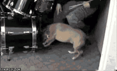 funnygifsdrummingdogrocksout
