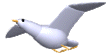 белая чайка