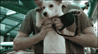 doggi