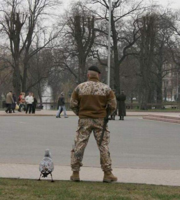 два баклана