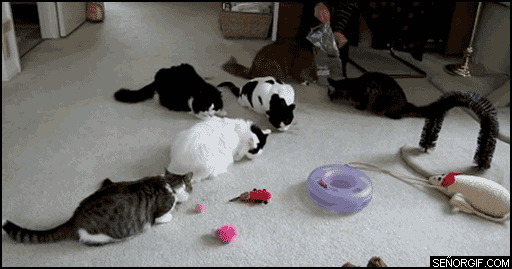 gifs_17