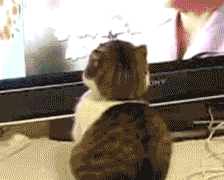 dramatic-cat