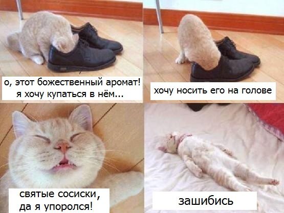 котэ-упоротый-боты-песочница-223476