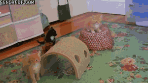 funnygifsbasketsurfing