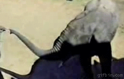 гифки-песочница-страус-слон-93676