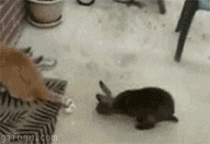 1255351671_rabbit_vs_cat