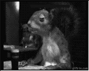1236162429_squirrel_drinking_guinness