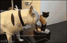 tumblr_m6nshfphJN1qdlh1io1_r1_400