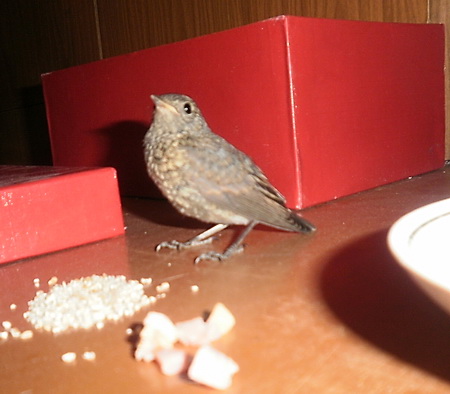 Birdie