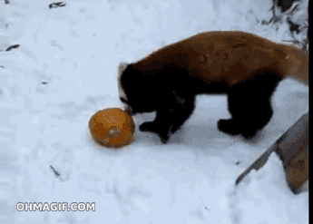 gifs_01