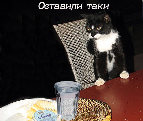 кот с рюмкой