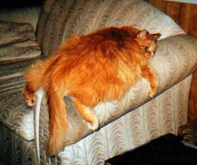 cat