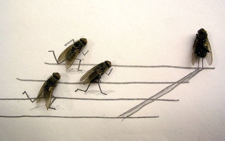 flies-1