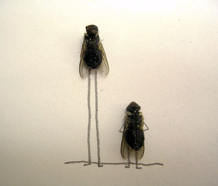 flies-3