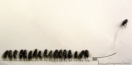 flies-5