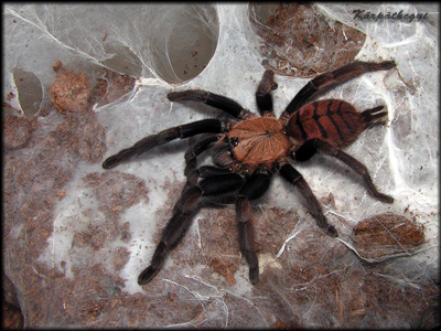 fimbriatus02