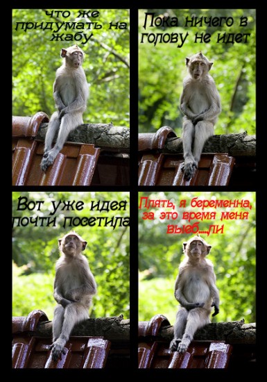 обезьянки2