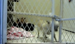 1343366451_gif_11