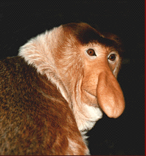 NasalisLarvatus