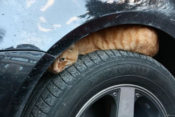 котейко
