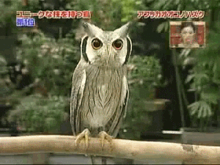 Японская хитрожопая сова