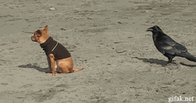1343901718_gifs_06
