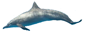 Дельфин 3