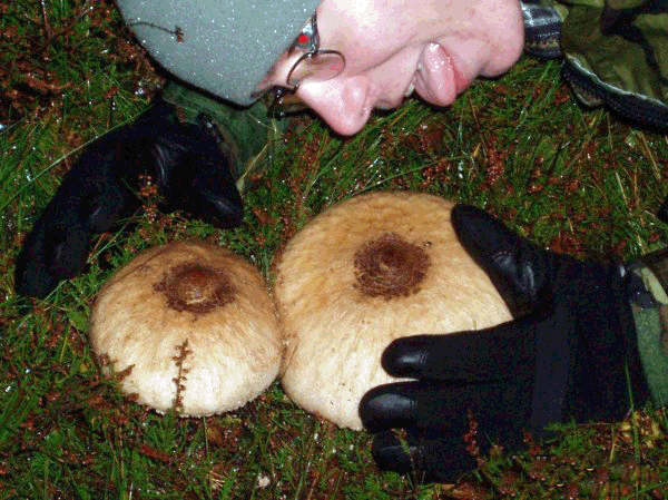 mushroom-humor