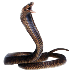 bc04f87b1442e82a9d7828879f80552b_XL