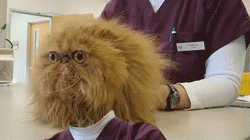 71570762_1299277039_cat_anim_03_07
